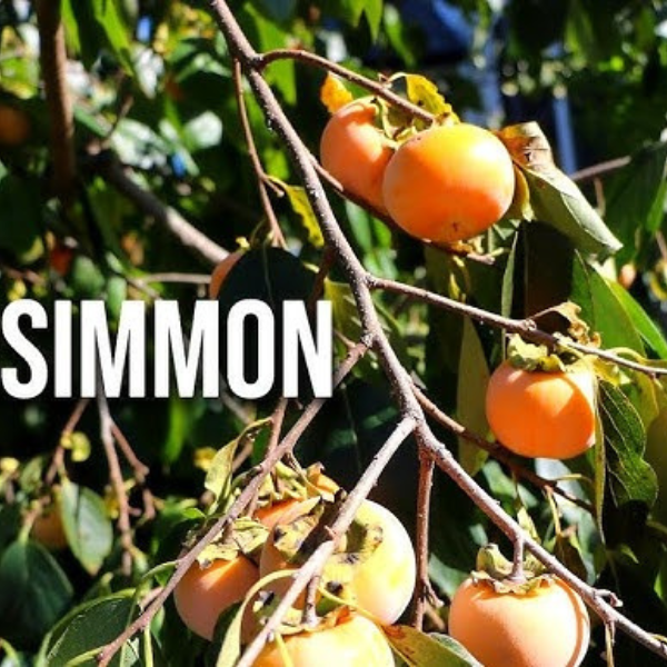 whopper persimmon tree fruit