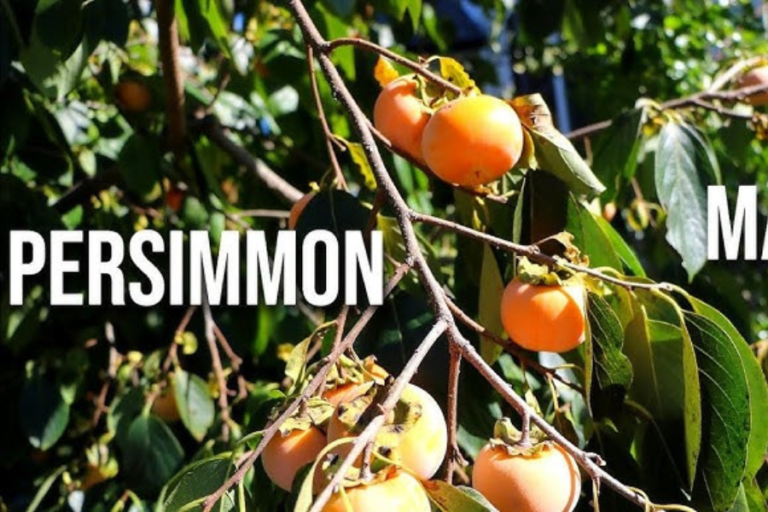 whopper persimmon tree fruit